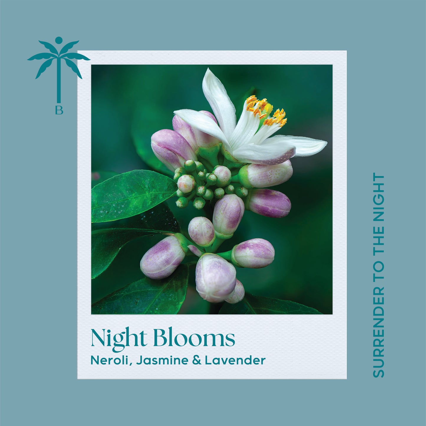 Night Blooms – Reed Diffuser 200ml