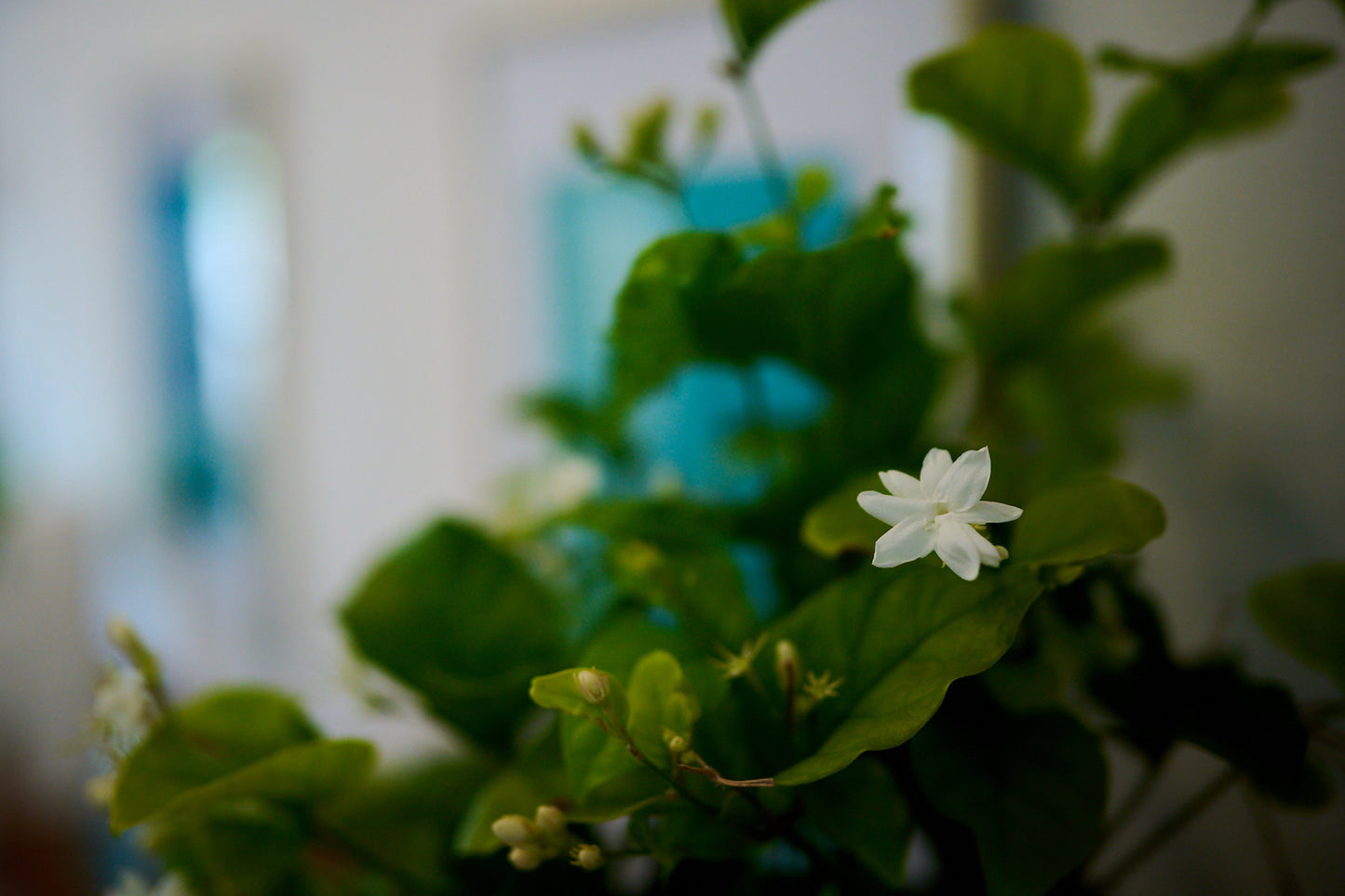 Night Blooms – Reed Diffuser 200ml